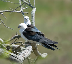 Swallow-tailed Kites from Stevenson Yard, Texas