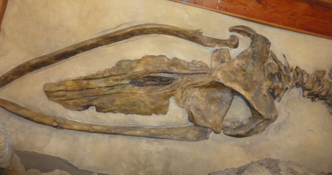 The Coastal Paleontologist, atlantic edition: Parabalaenoptera ...