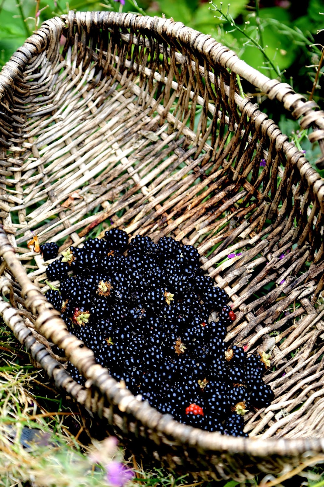 blackberries just picked in a basket