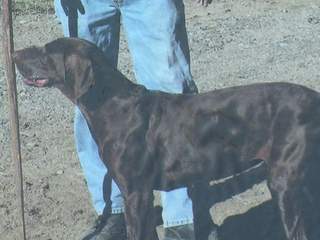 Lost Dogs Found Heidi German Short Haired Pointer