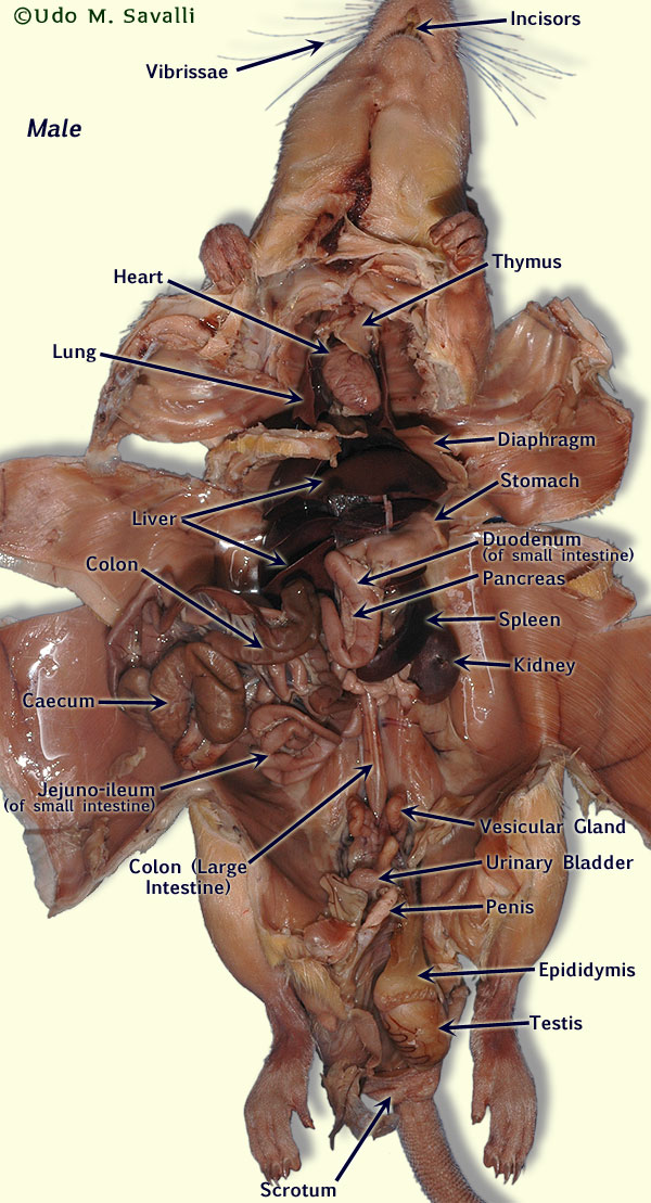 Alan Zhong Fungus Fun: Rat Dissection Zhong