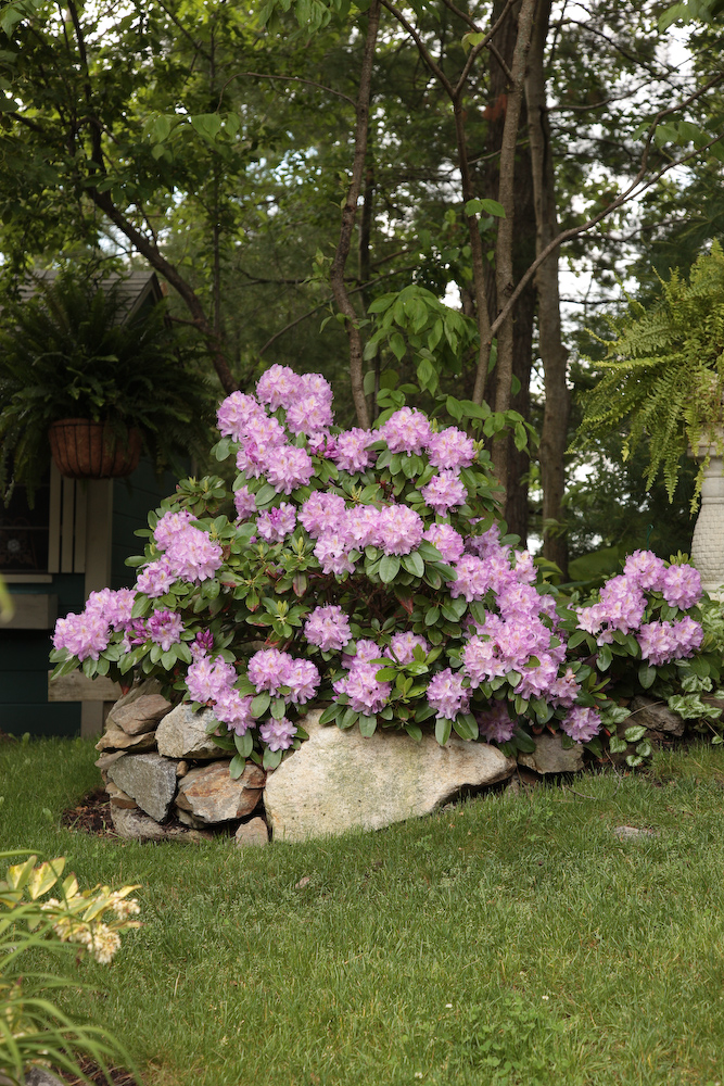 Limelight Hydrangeas In Bloom