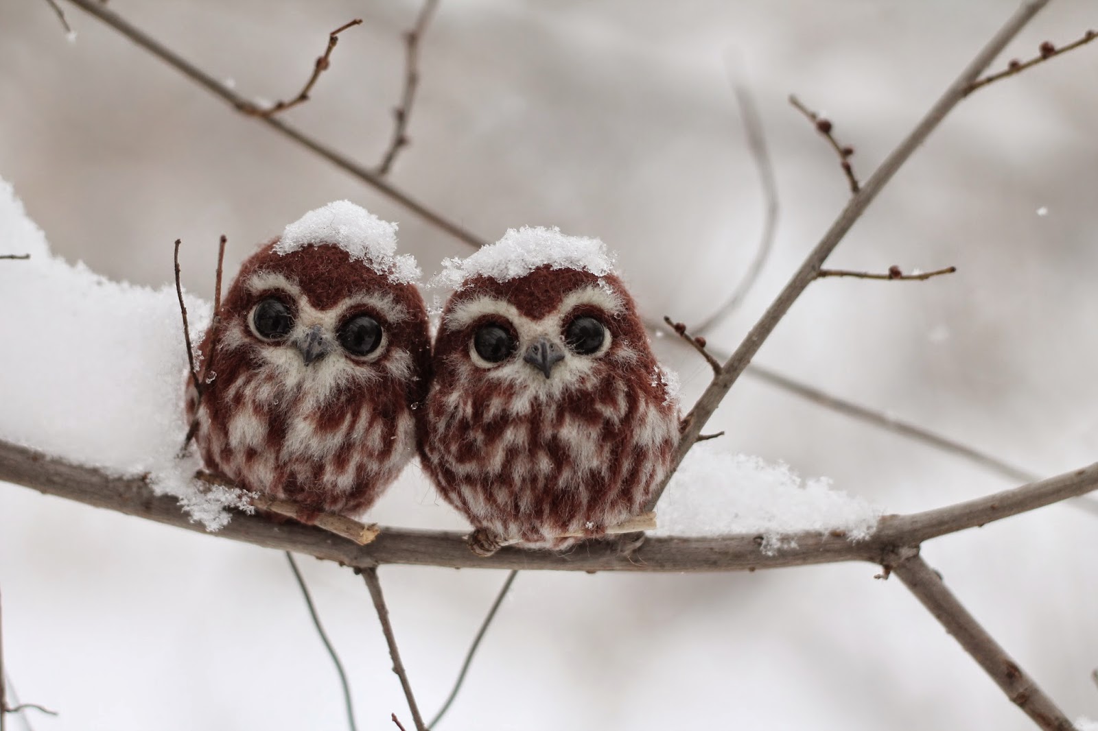Two happy owlets pics