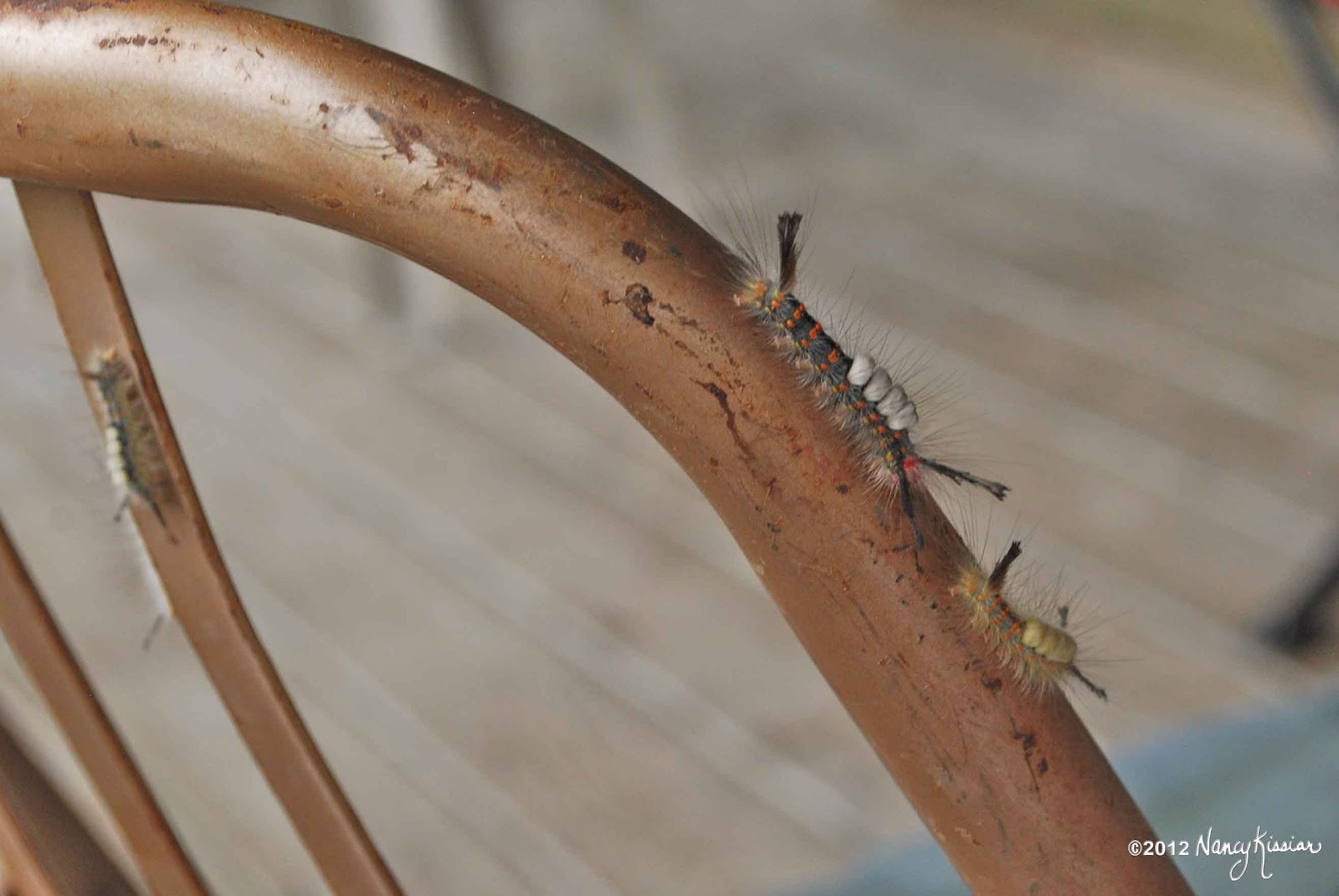 Wild About Texas The Heb Lodge At Rockport Invaded By Wooly Worms