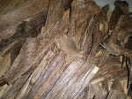 Agarwood Trader