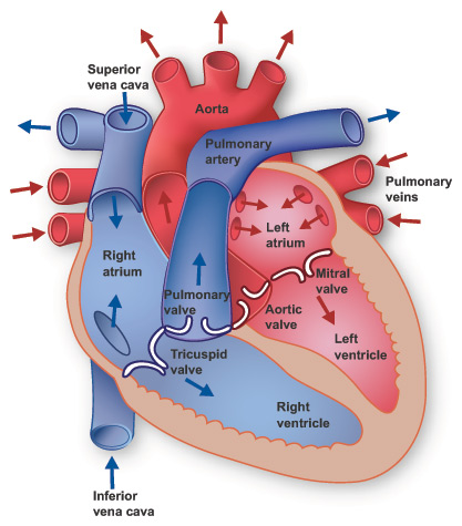Heart Journey: The Anatomy of the Heart