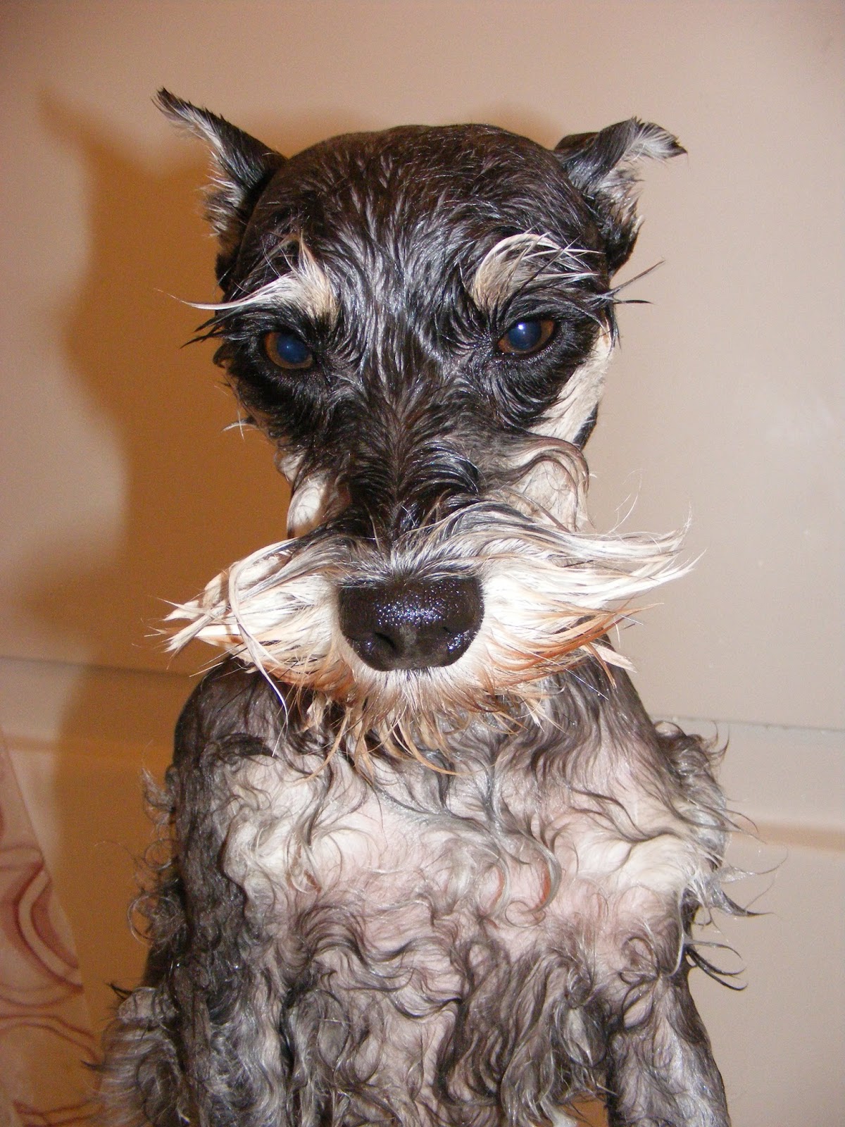 wet schnauzer