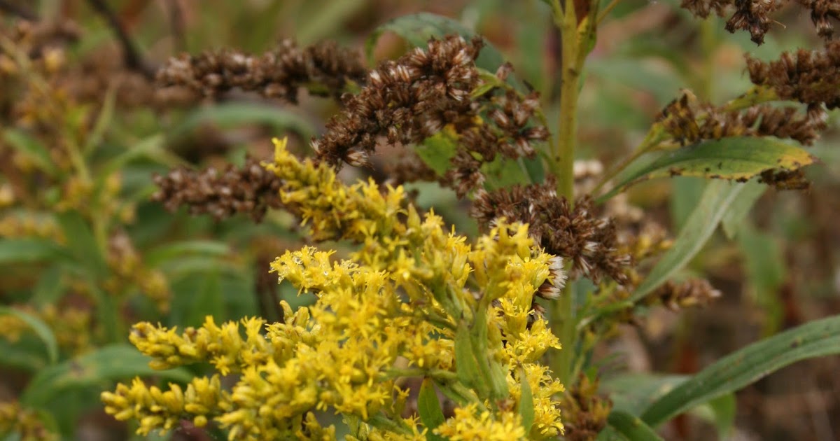 Native Florida Wildflowers Canada Goldenrod Solidago canadensis
