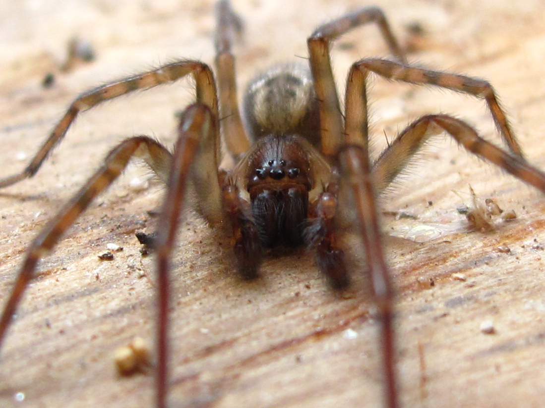 BugBlog Amaurobiidae funnel web spiders