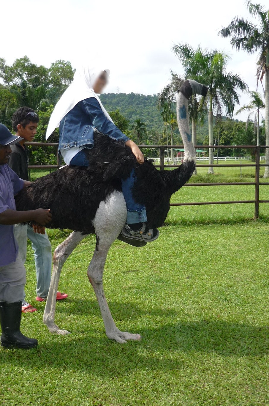Makanan Burung Unta Di Mini World Id Lif Co Id