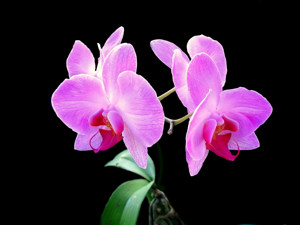http://2.bp.blogspot.com/-ZuuhX4ZmRVM/Tj9QoKWvZVI/AAAAAAAAFrg/4lJP14qxxv8/s1600/pink-orchid-black-flower.jpg