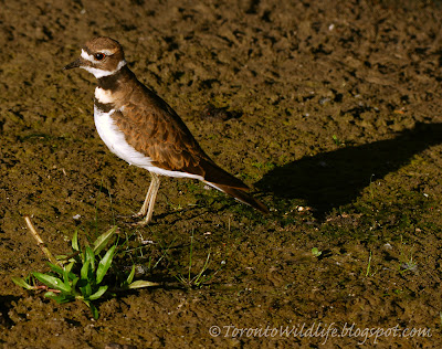 Killdeer watching sunrise, Toronto photographer Robert Rafton