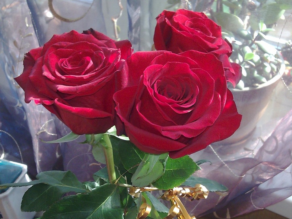 Categories: Red Rose , Wallpapers
