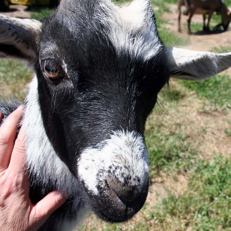The Maaaaa of Pricilla Jim the Goat DEMANDS Attention
