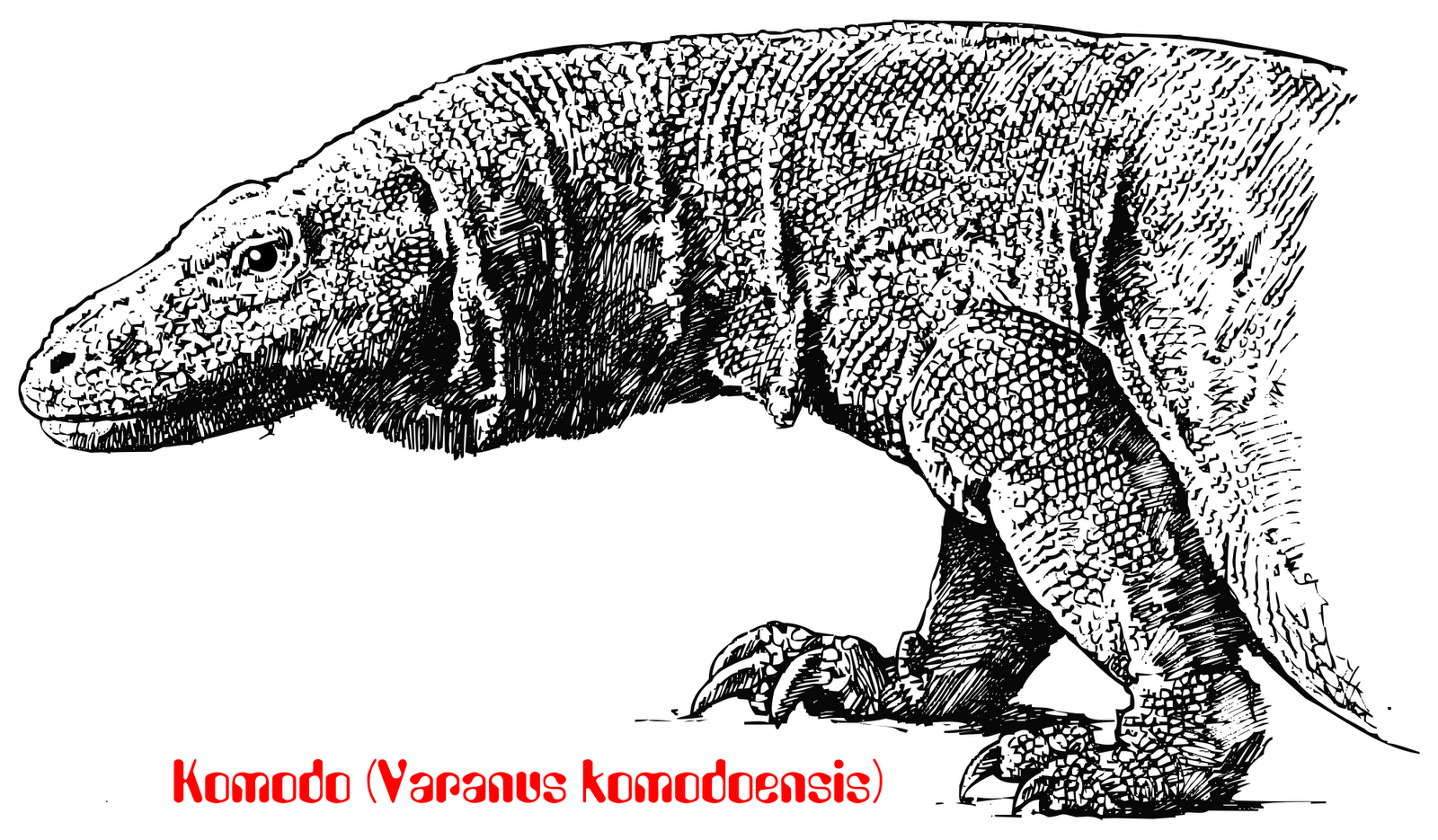Komodo Biawak Komodo Komodo Dragon Sejarah Penemuan Komodo 1 Majoor Pieter Anthonis Ouwens 1849 1922