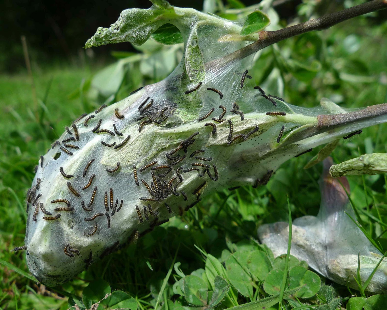 The Dragonfly Mother Orcas Dreams 10 The Tent Caterpillars Have Arrived