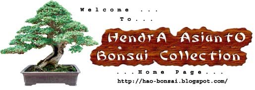Hao Bonsai Collection