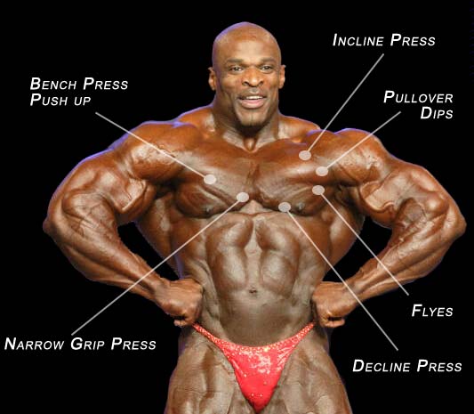 SEARCH AND BUY THIS PRODUCT avyemichael: Dave Palumbo Diet Meal Plan : Gain Weight
