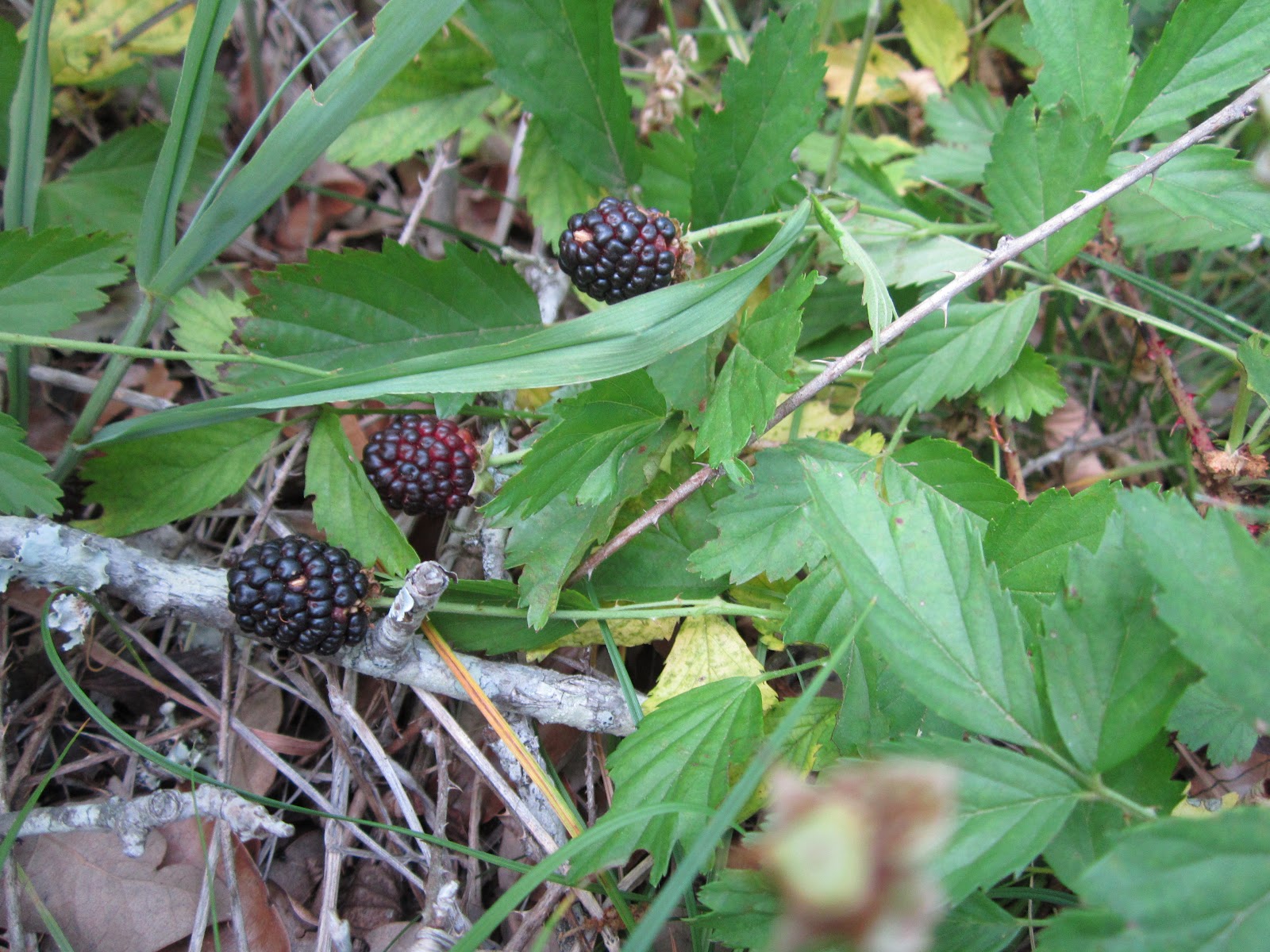 Wild Edible Texas Wild Blackberries
