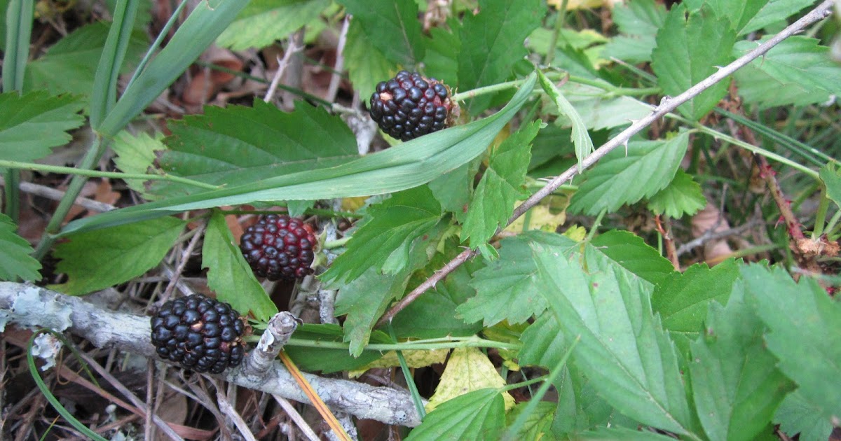 Wild Edible Texas: Wild Blackberries