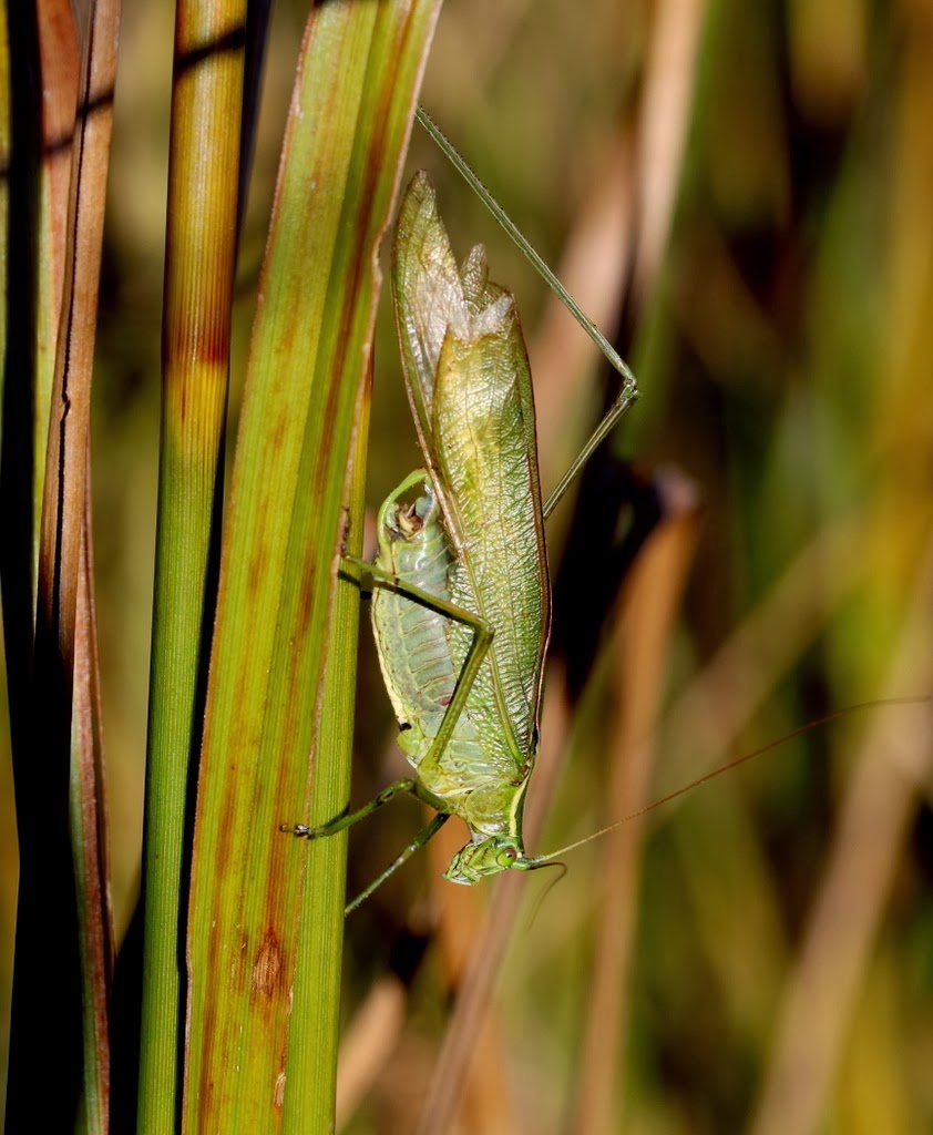 Listening In Nature Tough Old Guys The Show Must Go On