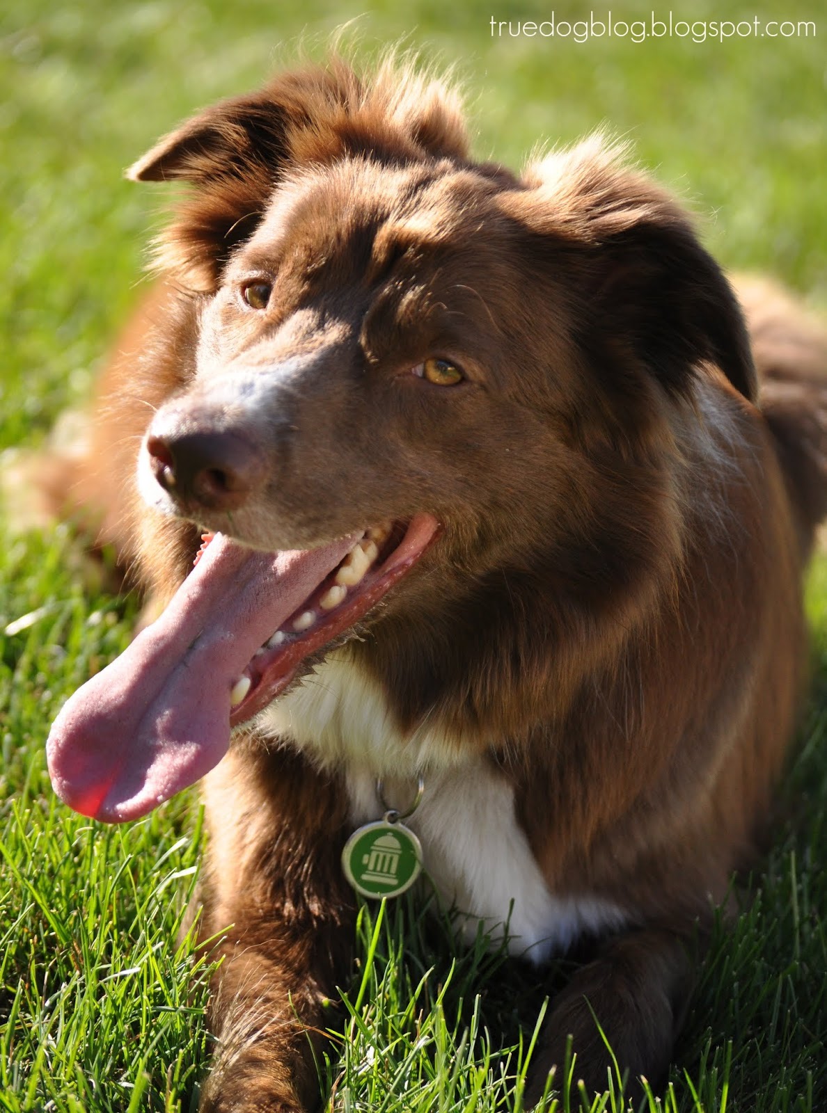 True Dog Border Collie Collapse (BCC) Syndrome