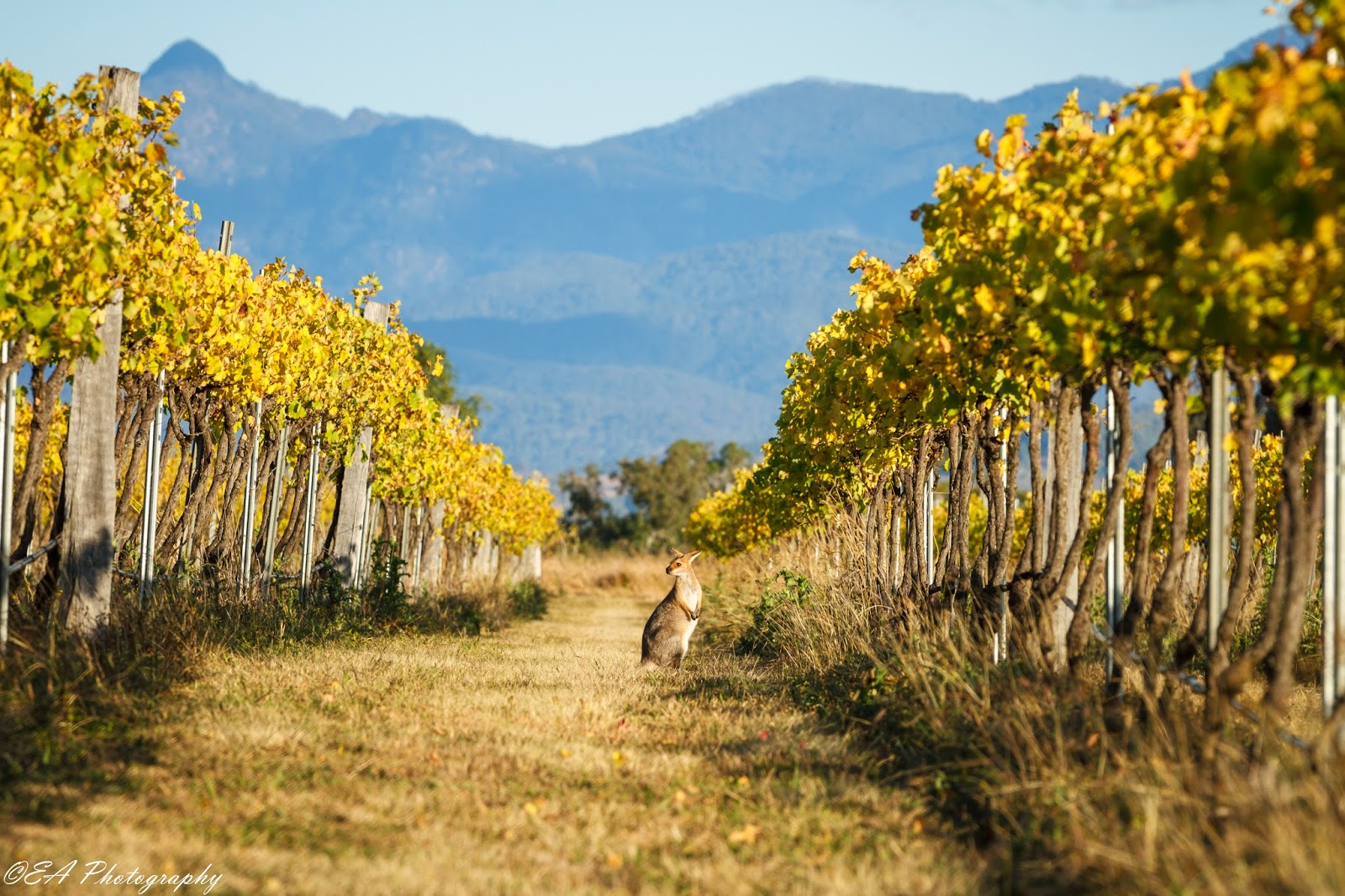 The Greatest of These is LOVE Kooroomba Vineyard & Lavender Farm