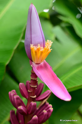 Martinique - jardin de Balata - bananier