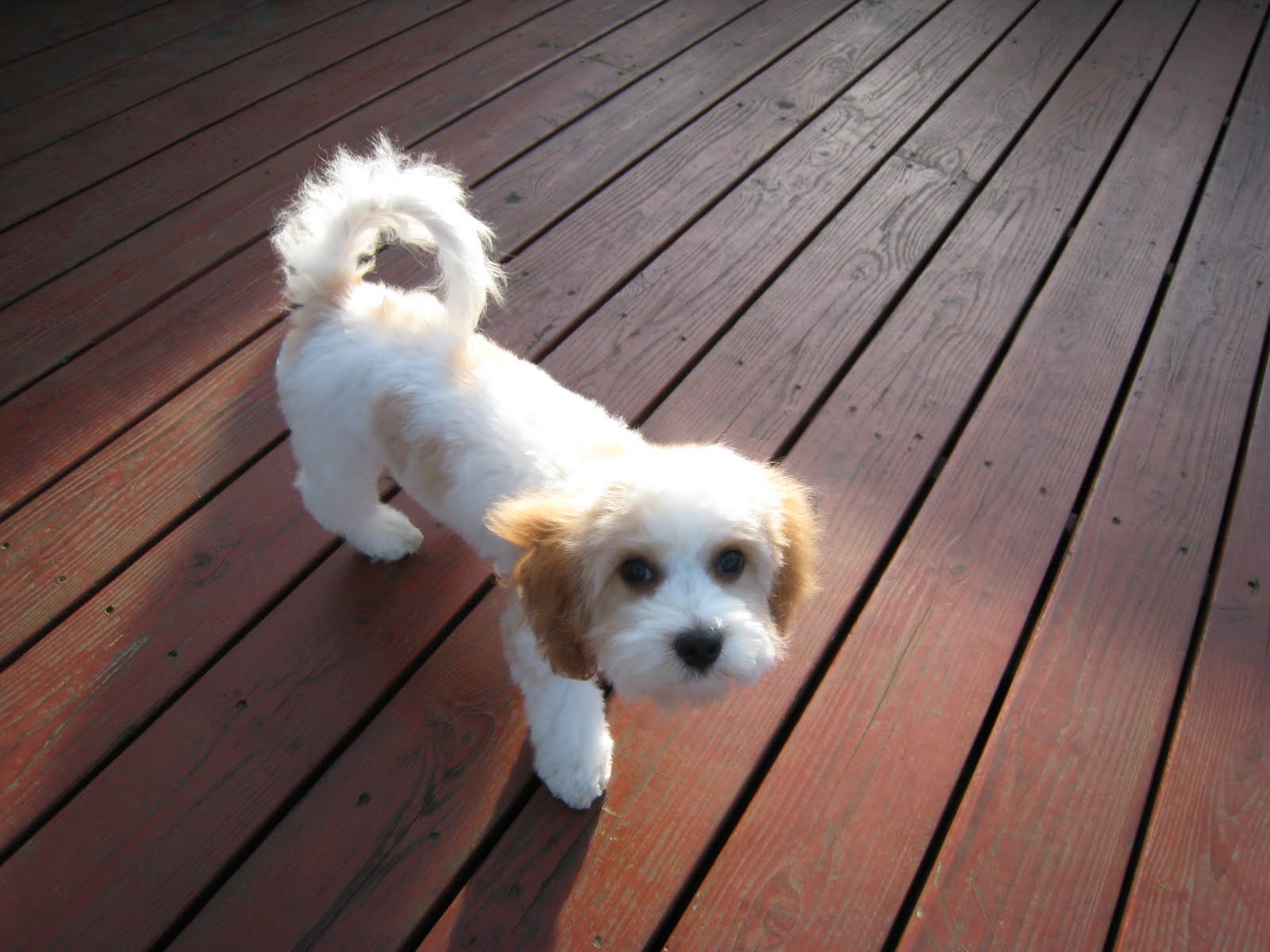 cavachon short haircut