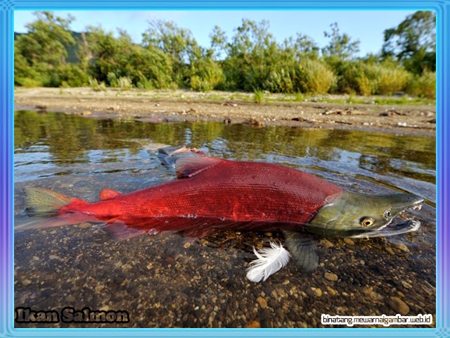 Ikan Salmon Ikan Salmon