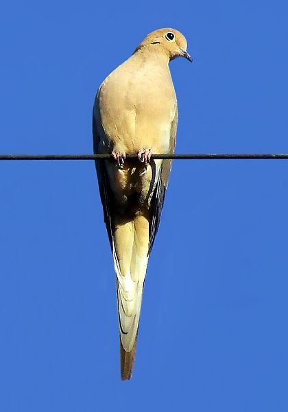 A bird in the house essay
