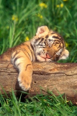 baby-tiger-f.jpg