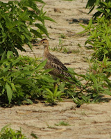 Upland Sandpiper