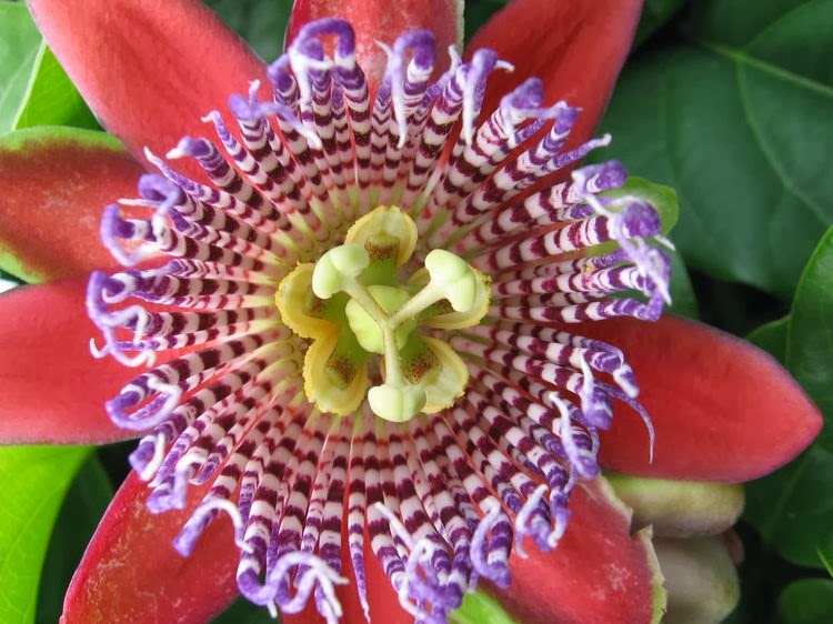 Let's Enjoy The Beauty Passion Flower ( One of the world's most