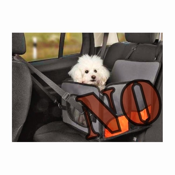 Happy Dogs Centro Addestramento Cani Specializzato In Comportamento