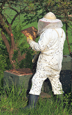 Beekeeping offers new avenues to Amritsar farmers Beekeeping offers new avenues to Amritsar farmers