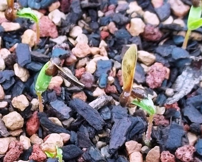 Bonsai Beginnings Bonsai Begins With a Seed
