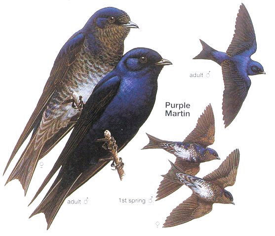 The Meandering Maddox's Blog: Purple Martins