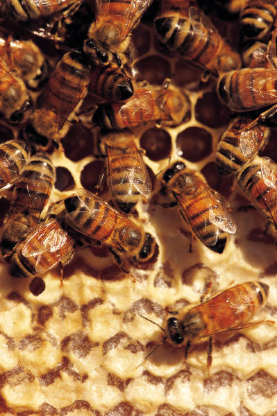 All About Beekeeping