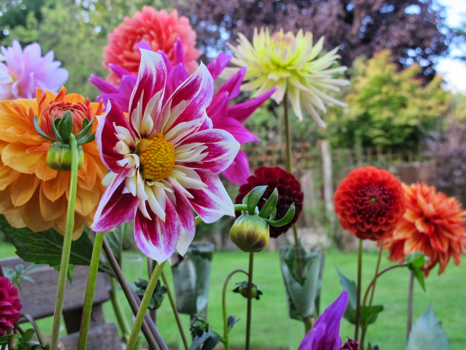 Flowers by Shamini Withypitts Dahlias The cut flowers