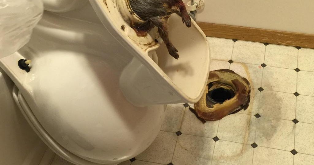Rats and toilets...I didn't know it could actually happen! My Crazy Email
