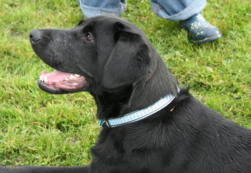 close up profile shot of handsome black lab dagan, his face is slightly wet from the grass and his mouth is open in a smile