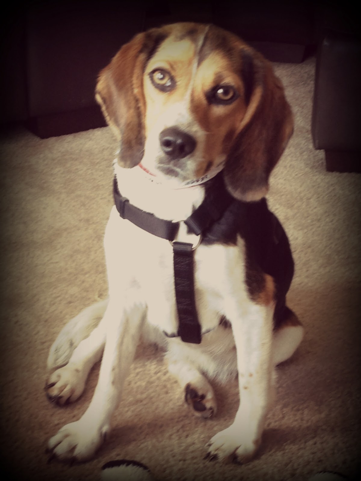 Can I Take My Dog For A Walk After Spaying Can I Take My Dog For A Walk After Spaying