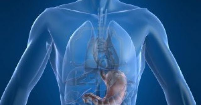 Fibromialgia un camino a la espiritualidad: Los Órganos del Cuerpo y su
