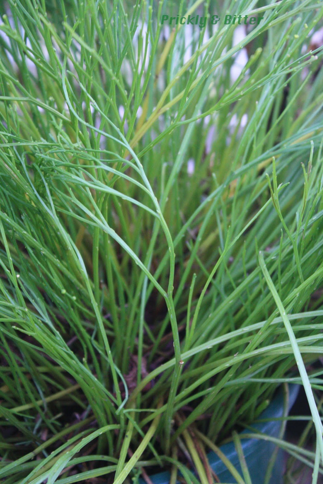 Prickly and Bitter Ferns as brooms