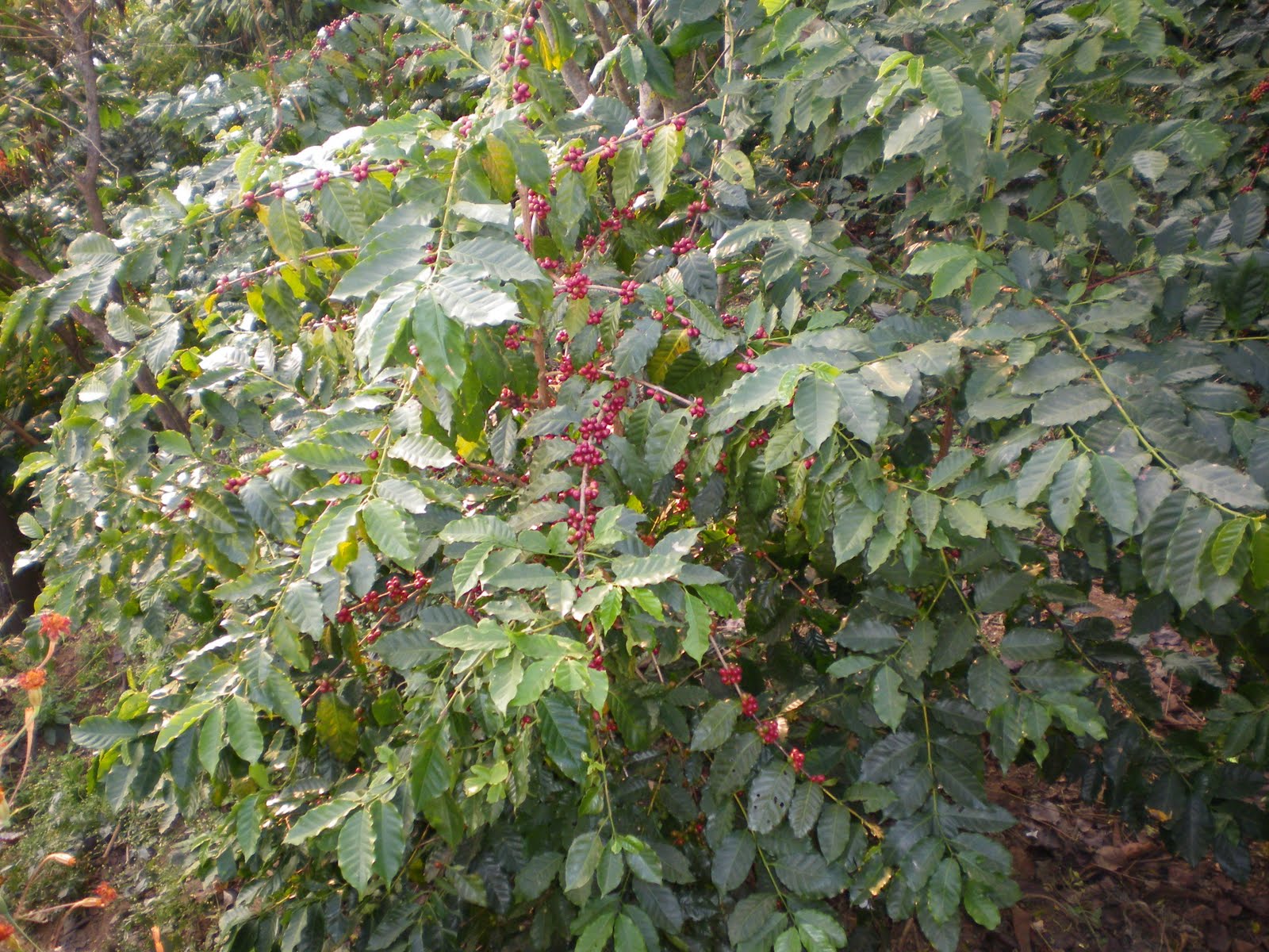 nepali organic coffee Buy 100 organic coffee from Nepal and support