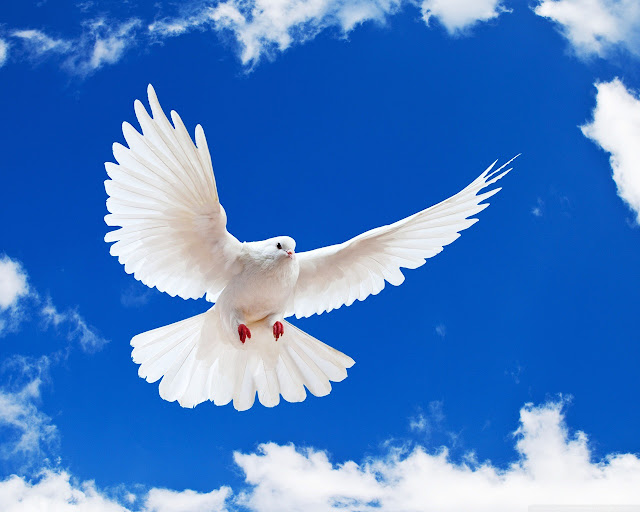 HD White Birds Flying........ | Pics World