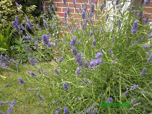 My lavender bush....