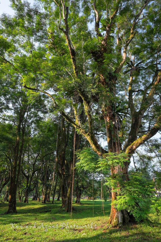 Taiping Lake Gardens