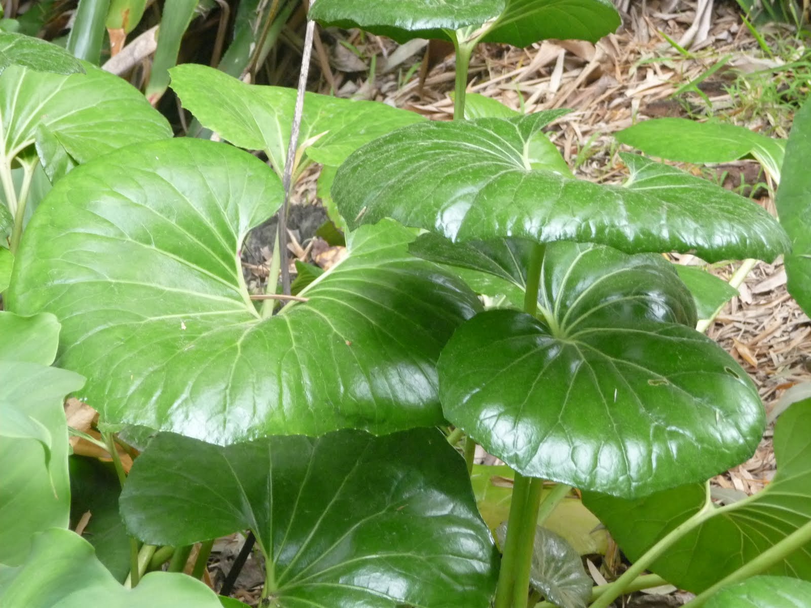 Virtual Plant Collection Giant Leopard Plant